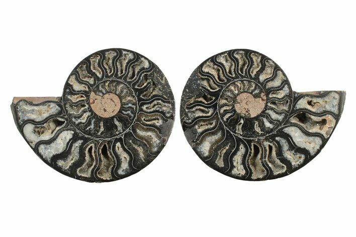 Cut & Polished Ammonite Fossil - Unusual Black Color #241499